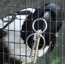 Magpie